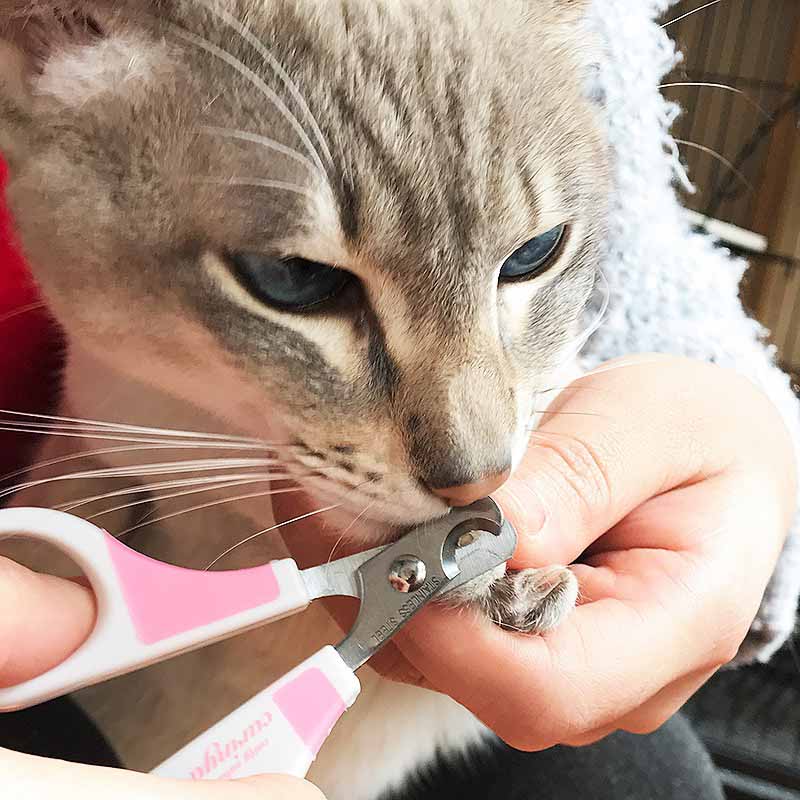 Cattyman กรรไกรตัดเล็บแมว CC78 - Image 3